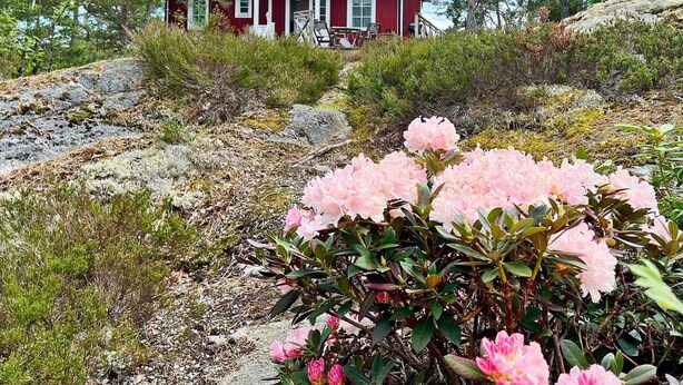 Una casa roja con porche, rodeada de terreno pedregoso y flores rosadas.