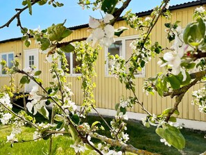A building with multiple windows and a tree with white blossoms in front. - 5 Person Holiday Home in Romakloster (Romakloster)