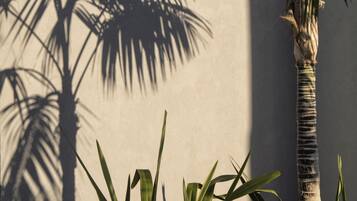 Una palmera frente a un muro con sombras de otras palmeras.