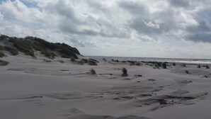 En strand med klitter og sparsom beplantning.
