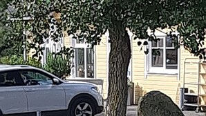 En parkeringsplats med ett träd och en bil.