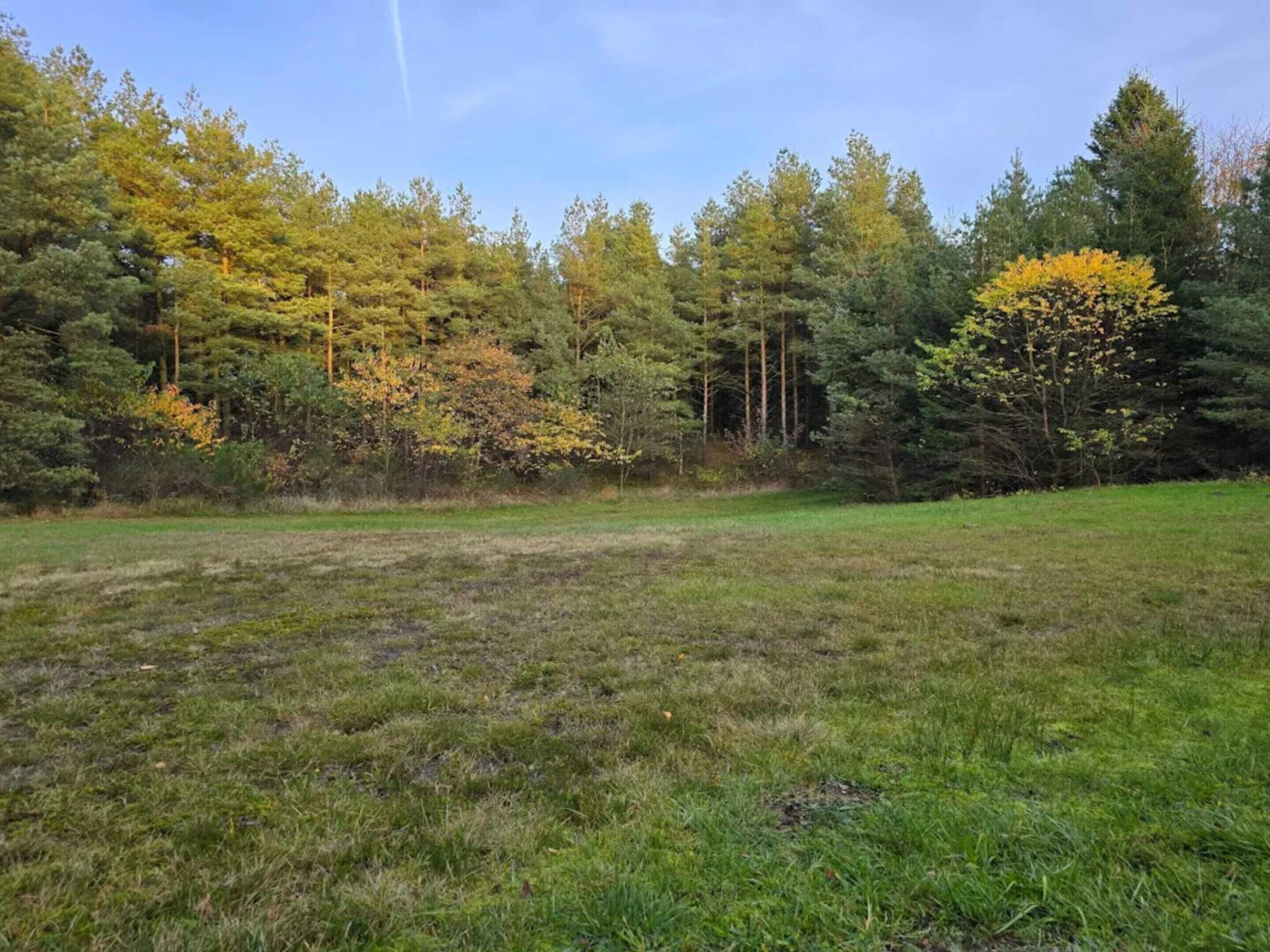 A grassy field with trees in the background.