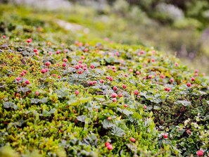 Ferienhaus | Verschiedenes