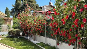 A well-maintained garden with a variety of plants and a clear pathway.