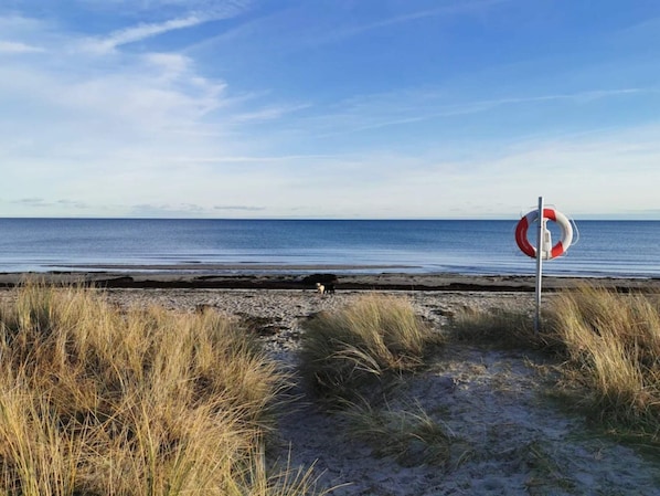 A beach with a lifebuoy sign, a dog, and a clear sky.