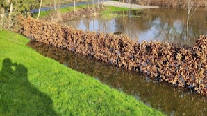 A grassy area beside a body of water with a dense collection of fallen leaves. - 3 Person Holiday Home in Aeroskobing (Aeroskobing)