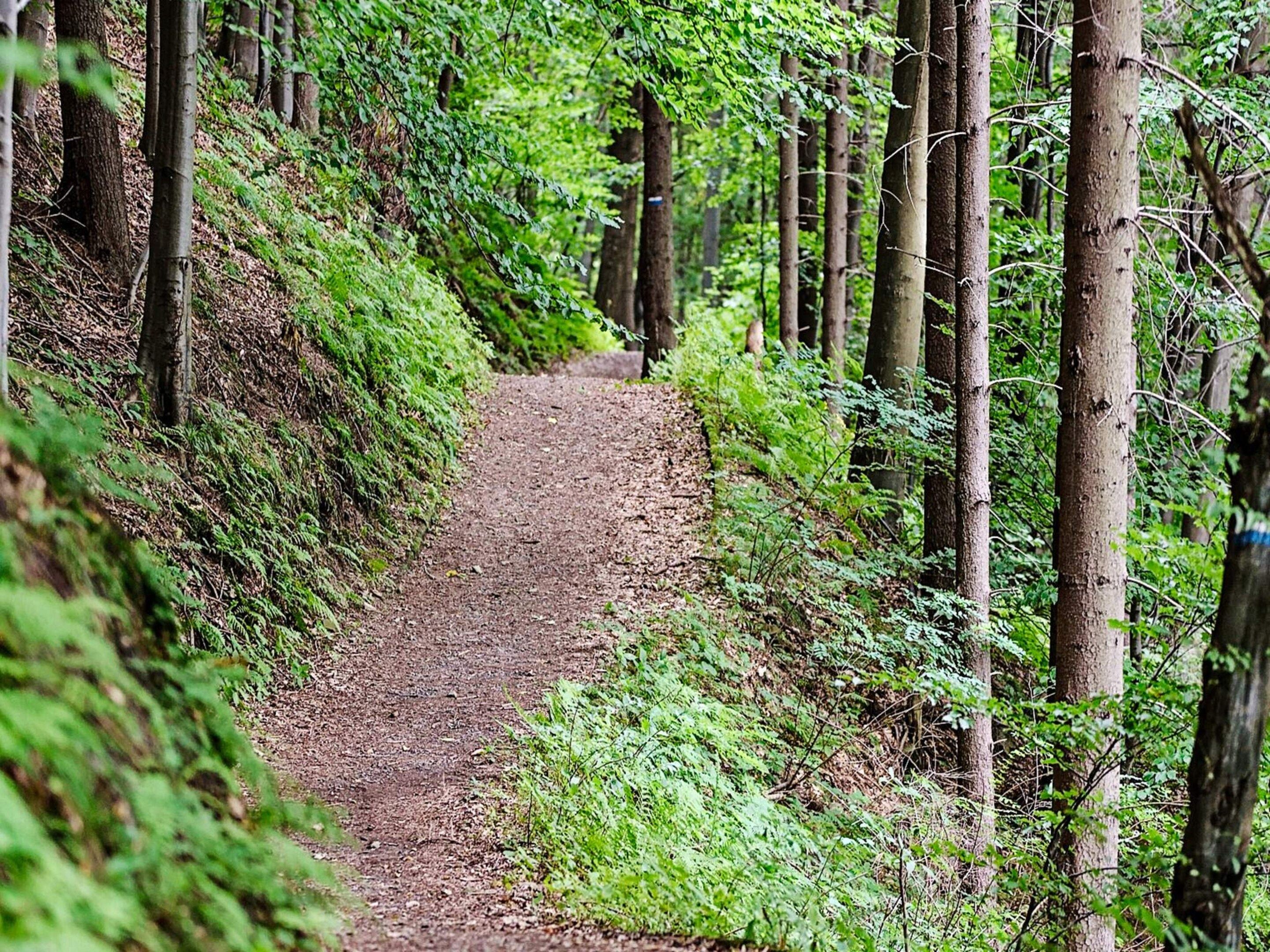 A forested path with trees on both sides.