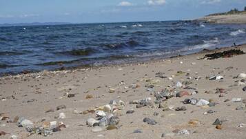Una playa con conchas y piedrecillas dispersas.