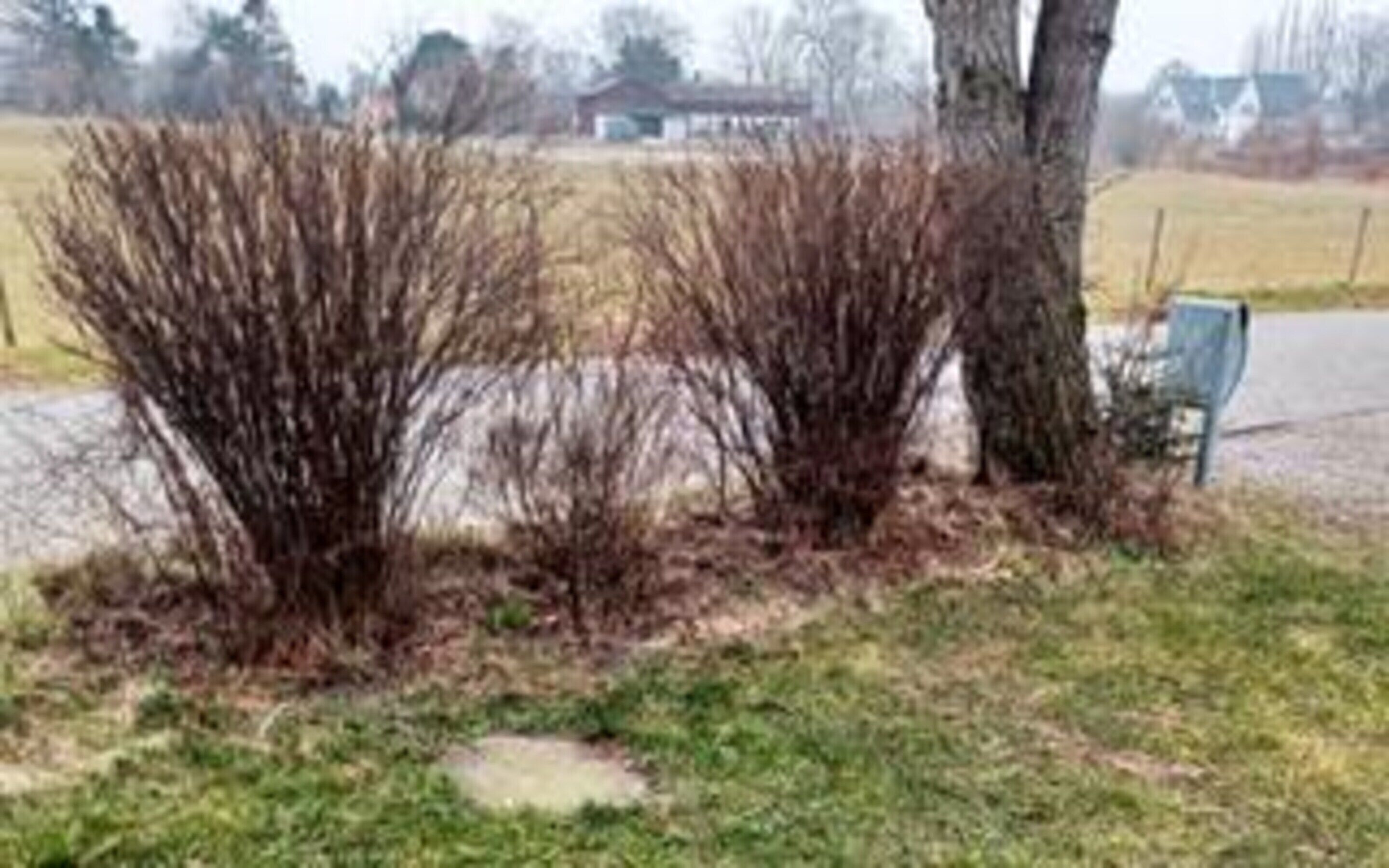 A grassy area with shrubbery and a bench.