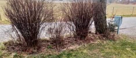 A grassy area with shrubbery and a bench.