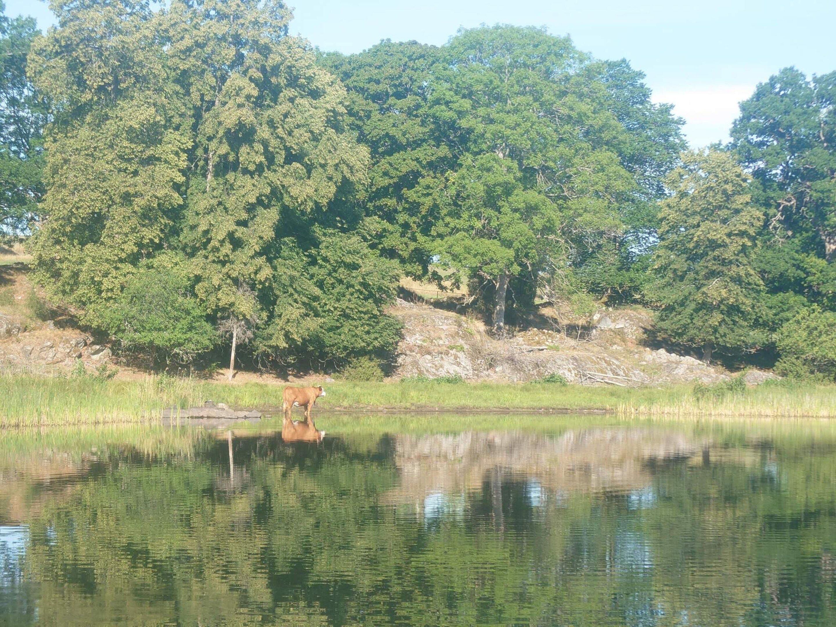A natural landscape with a body of water, trees, and a cow.