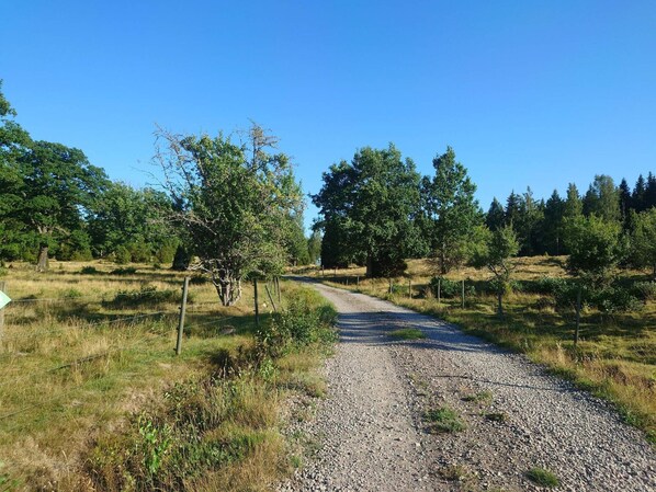 Un camino de grava en zona rural, flanqueado por árboles y hierba.