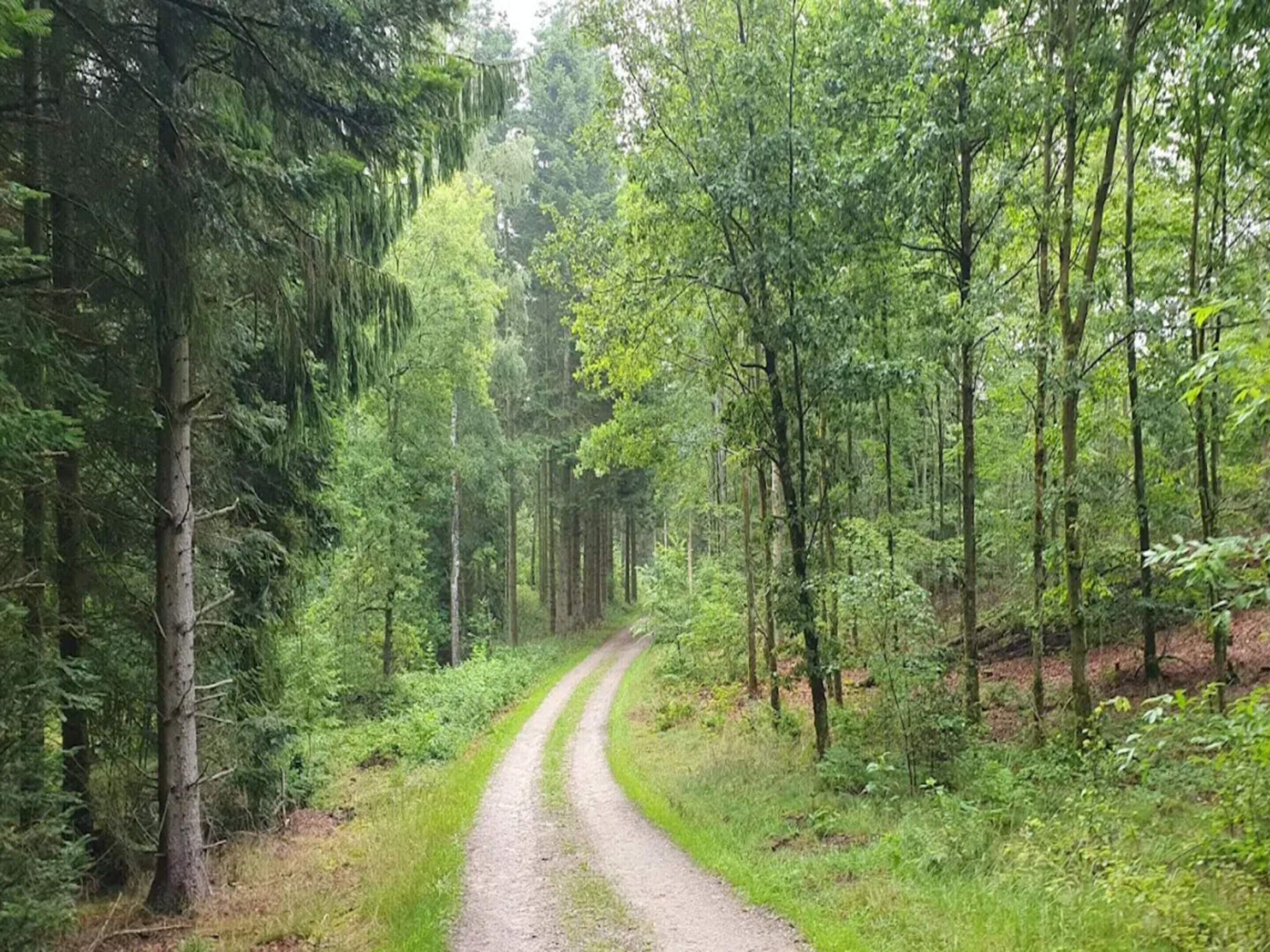 Un sentier bordé d’arbres imposants et traversé par un sous-bois dense.