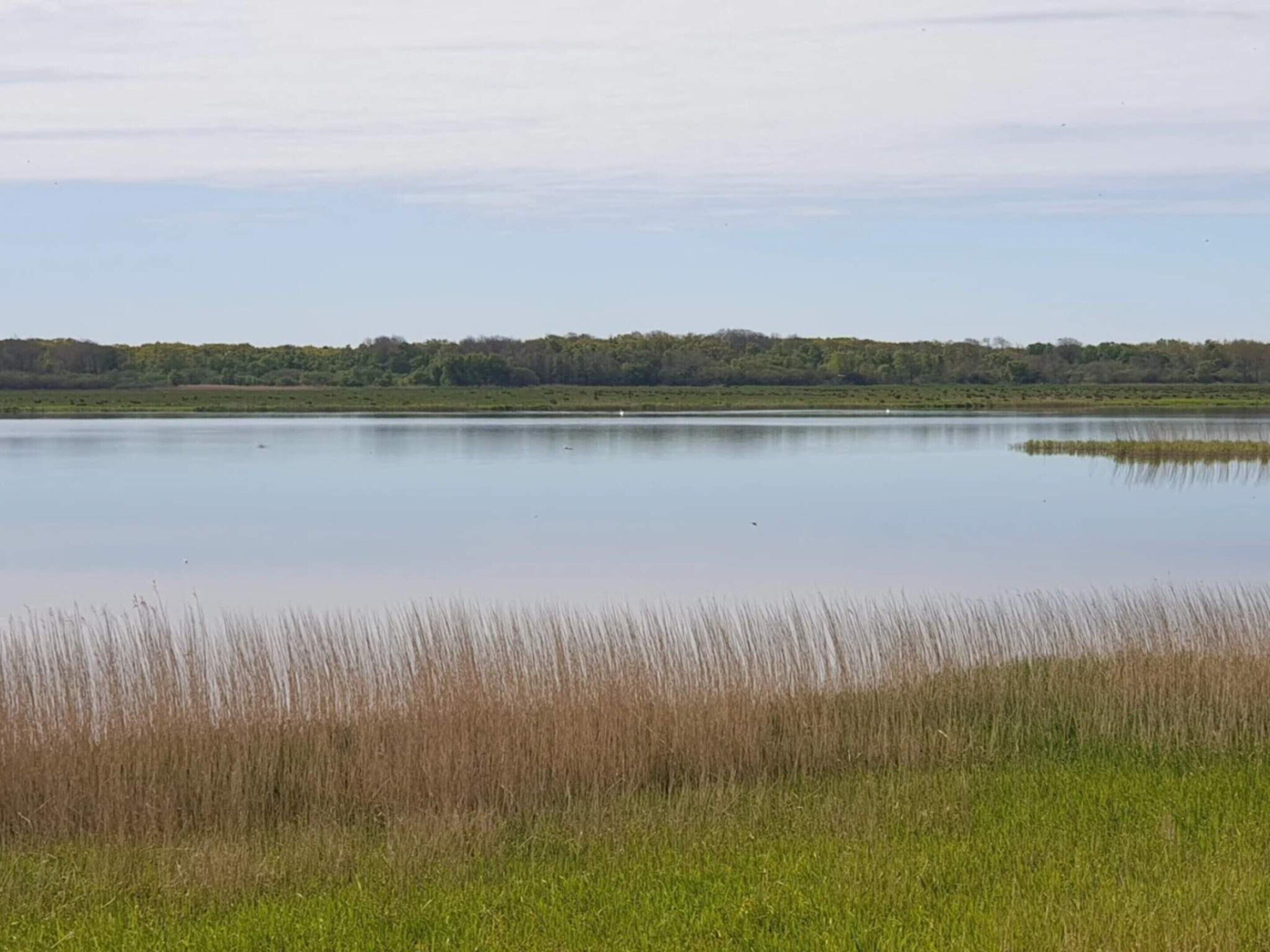 A calm lake with a grassy shoreline and a forest in the background.