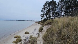 Ranta, jossa on hiekkaa, ruohoa ja puita.