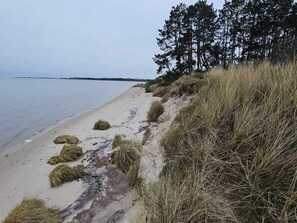 En strand med sand, gräs och träd.