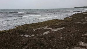 Eine Küstenlandschaft mit stürmischer See, felsigem Untergrund und spärlicher Vegetation.