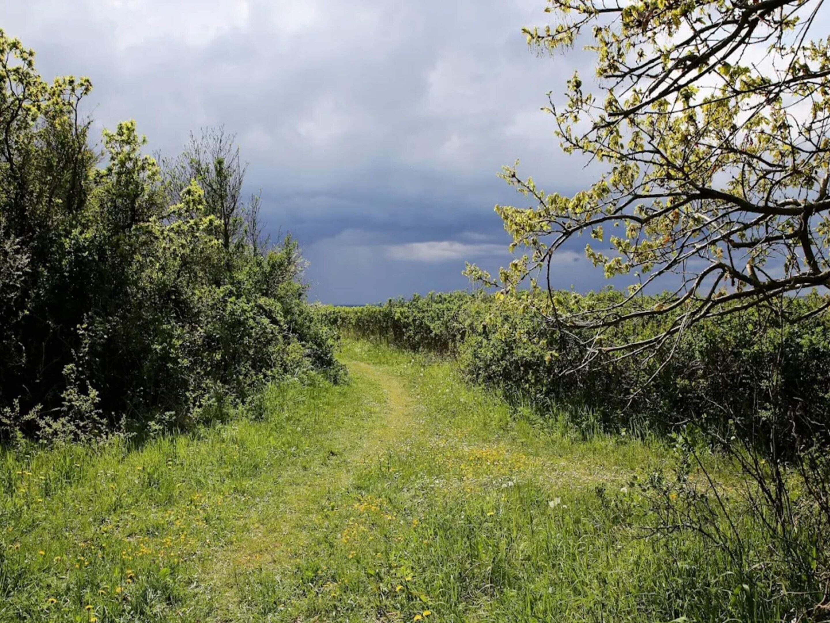 A rural path surrounded by dense vegetation and trees.