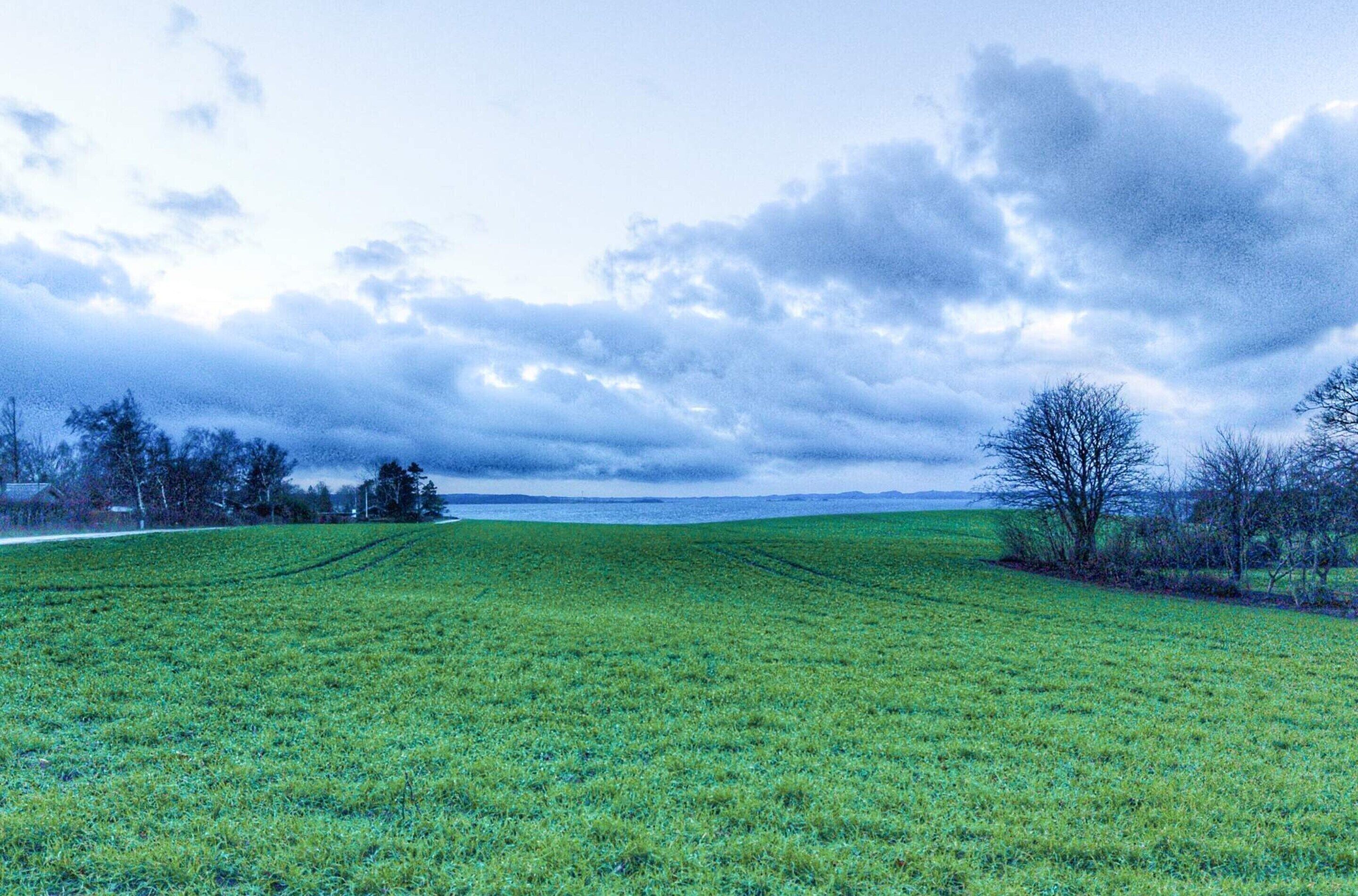 Un vaste champ ouvert, avec une ligne d’horizon, quelques arbres épars et un ciel nuageux.