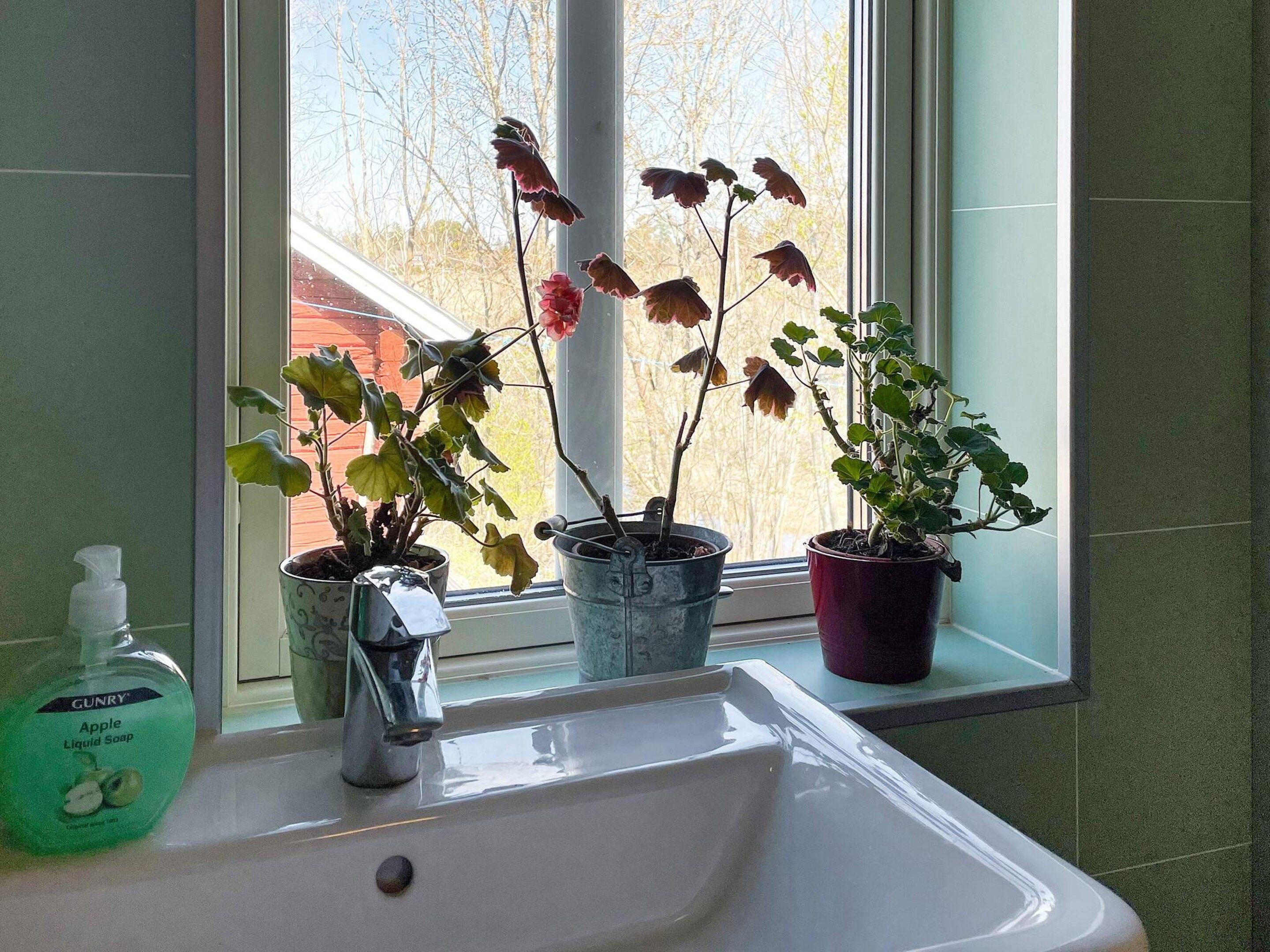 A bathroom sink with three potted plants and a bottle of liquid soap.