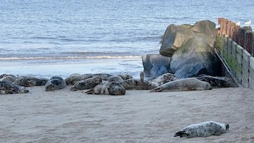 在海灘附近、躺椅