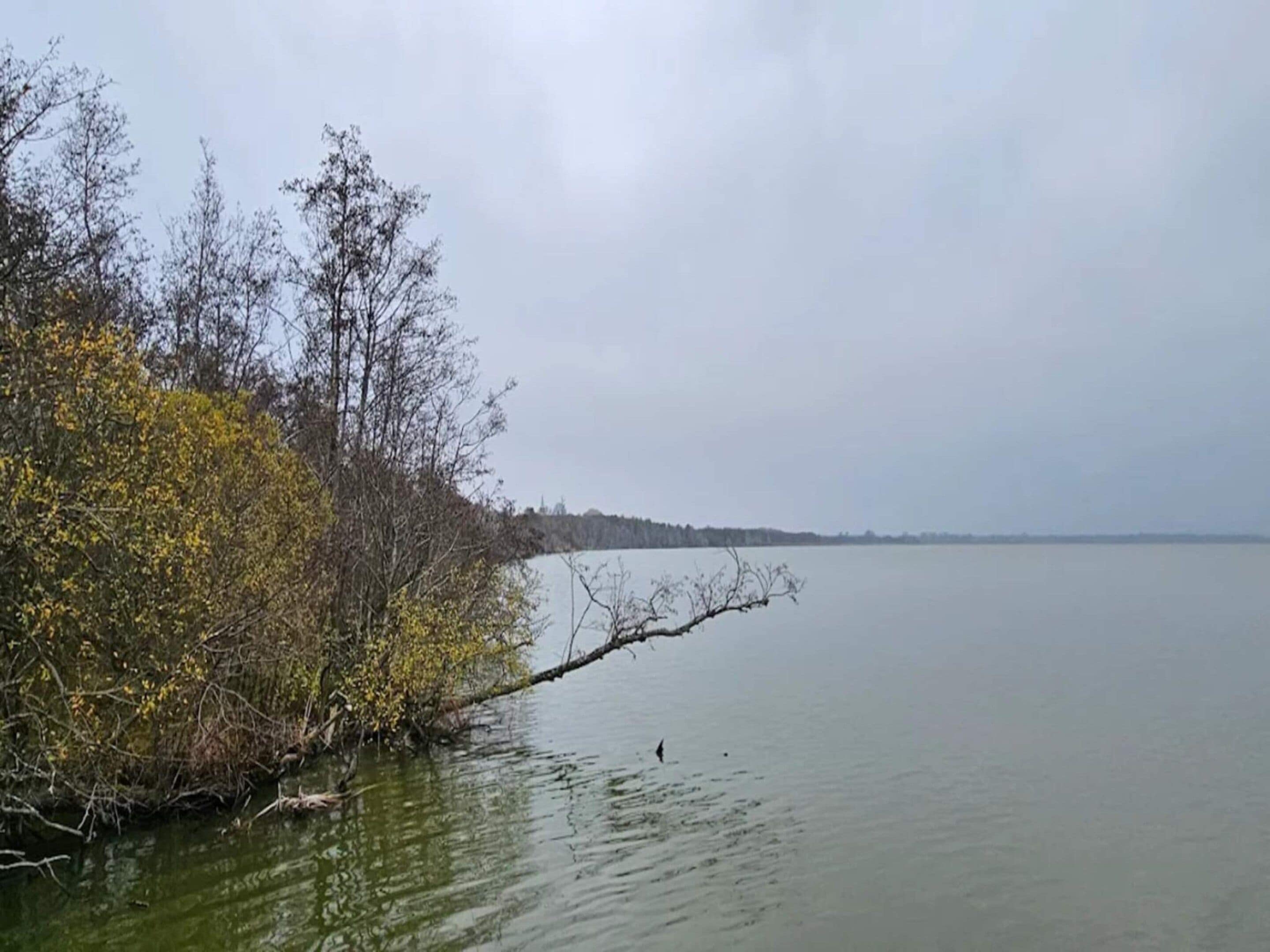 A calm lake with trees and a clear sky.