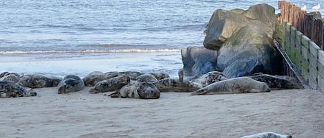 Vlak bij het strand, ligstoelen aan het strand