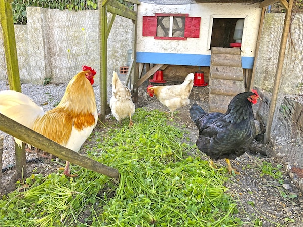 Un poulailler rustique, doté d’une structure en bois, d’une fenêtre rouge et blanche et d’un espace pour la nourriture, avec des récipients rouges.