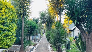 A paved pathway lined with various tropical plants and trees, leading towards a building. - 24 On Basil Boutique Luxury Hotel (Randburg)