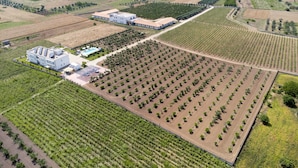 An aerial view of a vineyard with rows of grapevines, a large building with a flat roof, and a swimming pool.