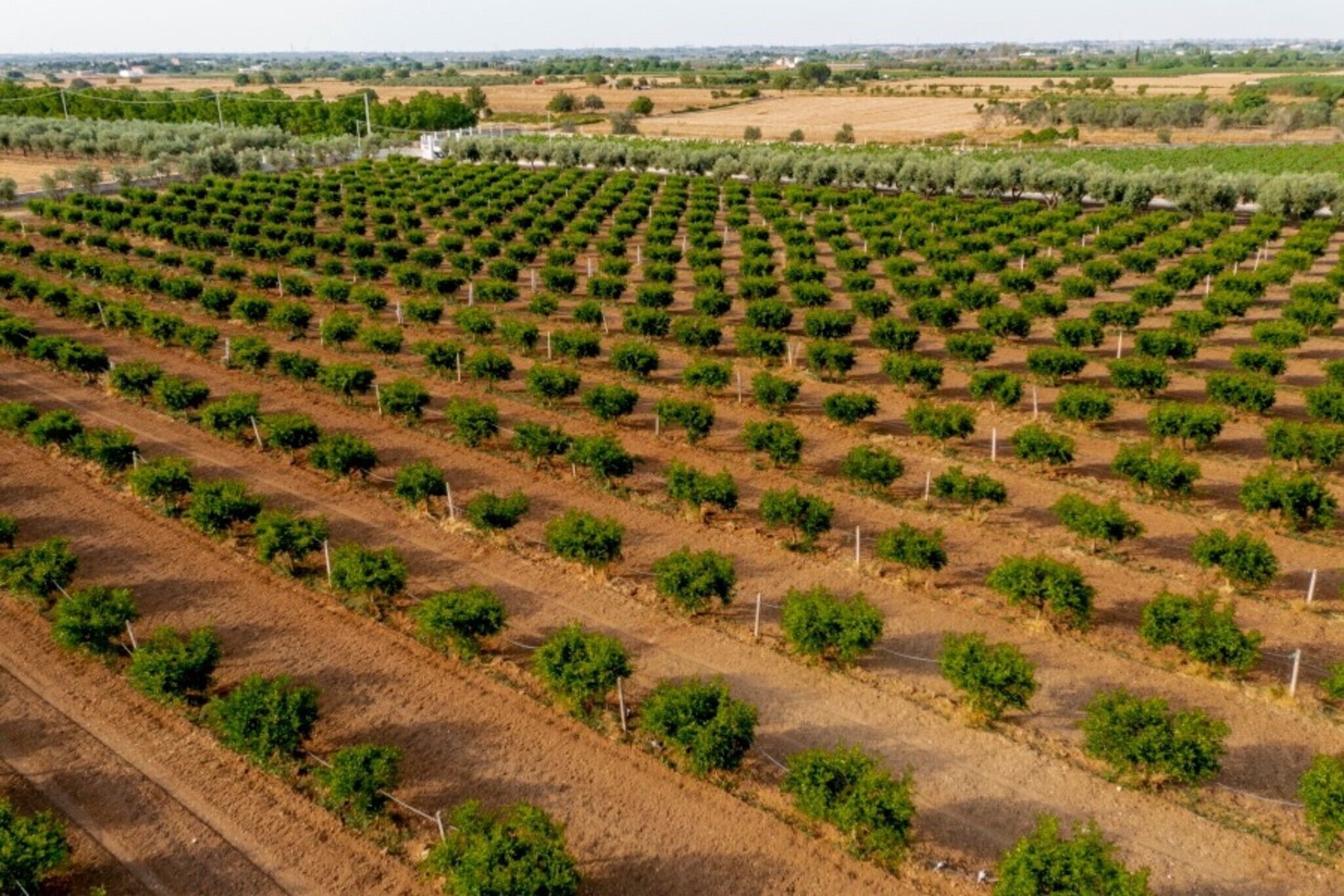 A large agricultural field with rows of trees.