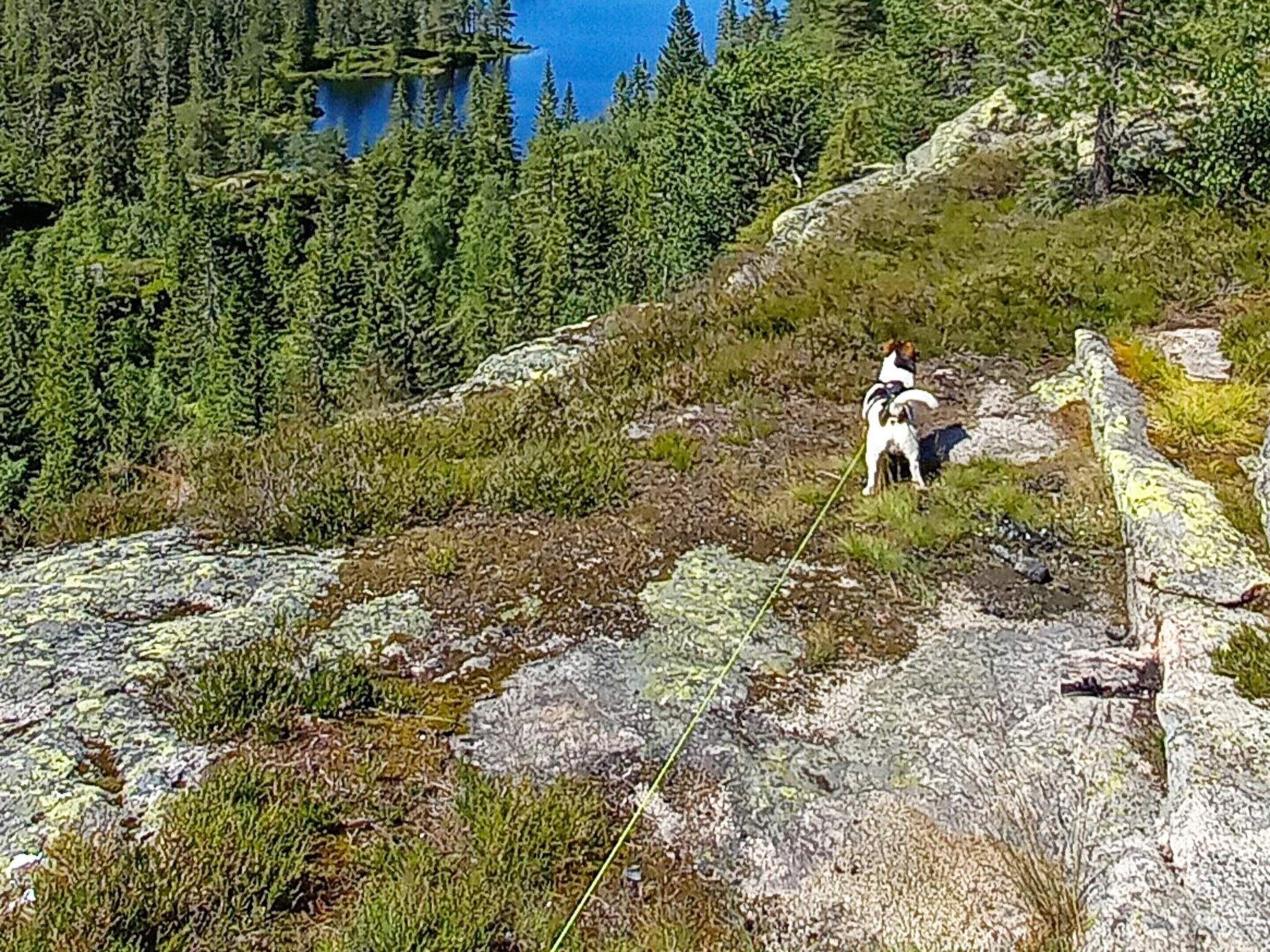 A mountainous landscape with dense coniferous forest and a lake in the background.