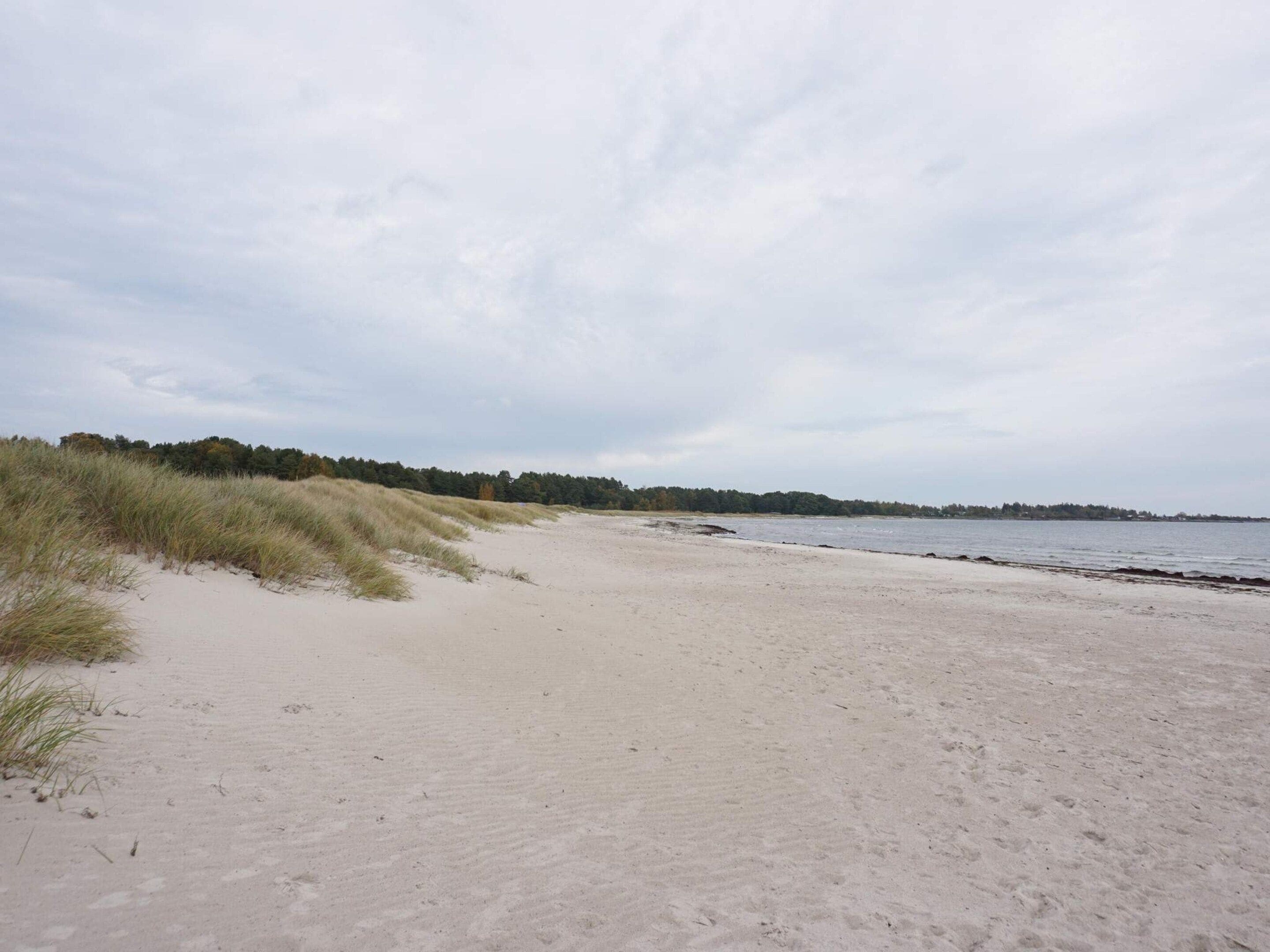 A sandy beach with dunes and a forest in the background.