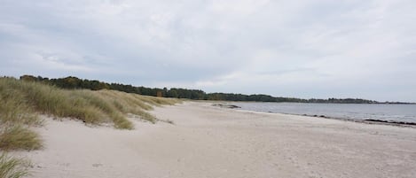 A sandy beach with dunes and a forest in the background.