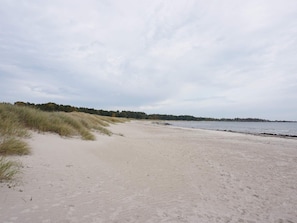 A sandy beach with dunes and a forest in the background.