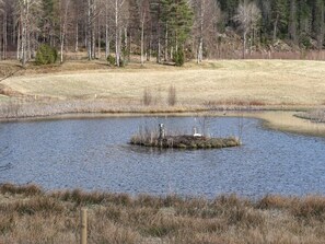 Et naturligt landskab med en sø, en lille ø med et rede, og en skov i baggrunden.