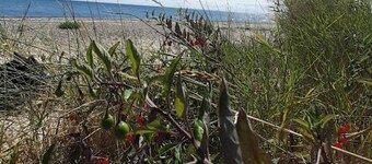 4 Person Holiday Home in Rodby