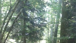 A forest path with trees and fallen leaves. - Large furnished tent in the heart of nature (Saint-Éloy-les-Tuileries)
