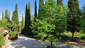 A gravel pathway leading through a park with tall cypress trees and a small tree in the foreground. - Villa under the Tuscan sun (Toscana)