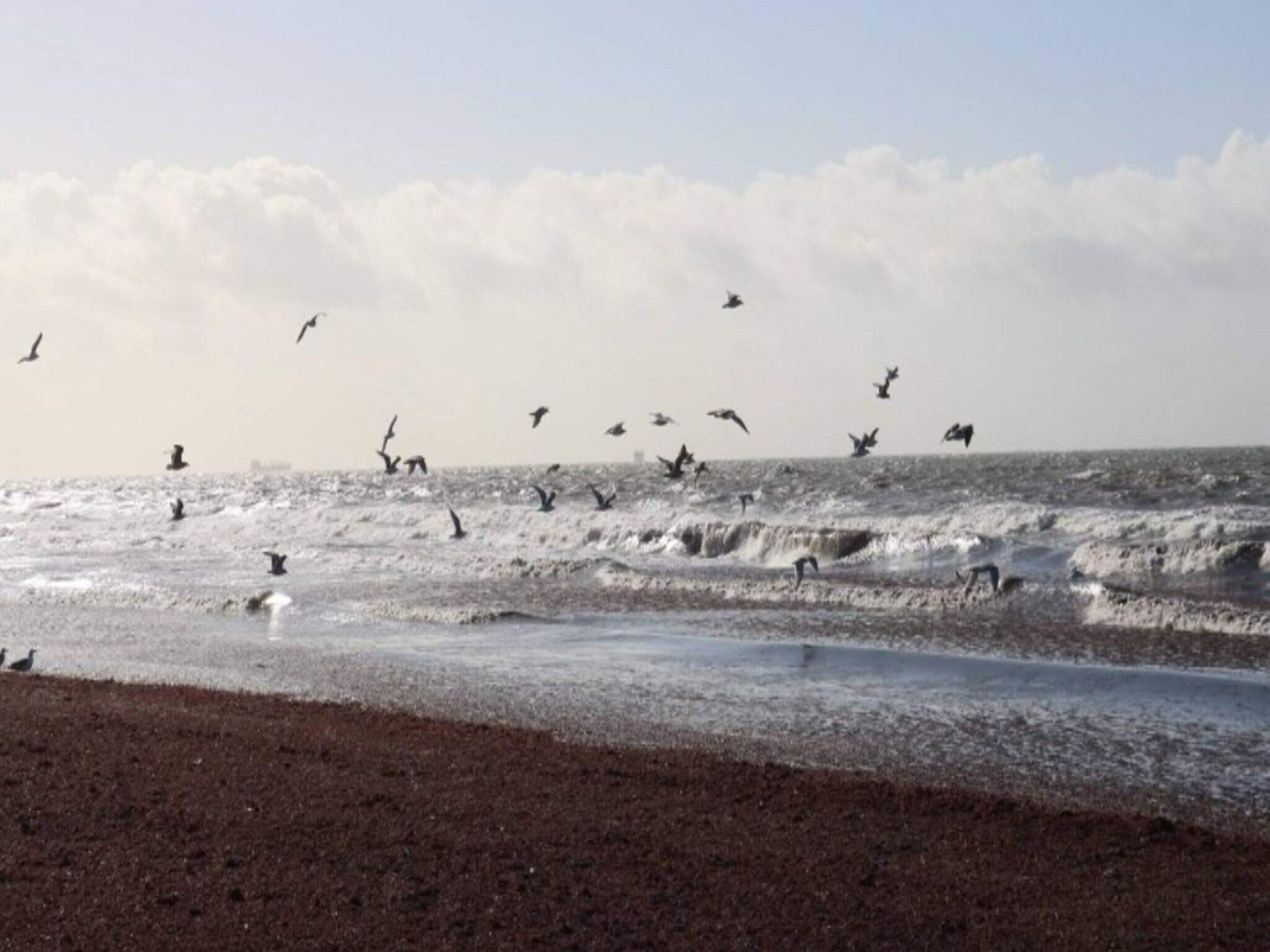 Ein Strand mit Wellen und fliegenden Vögeln.