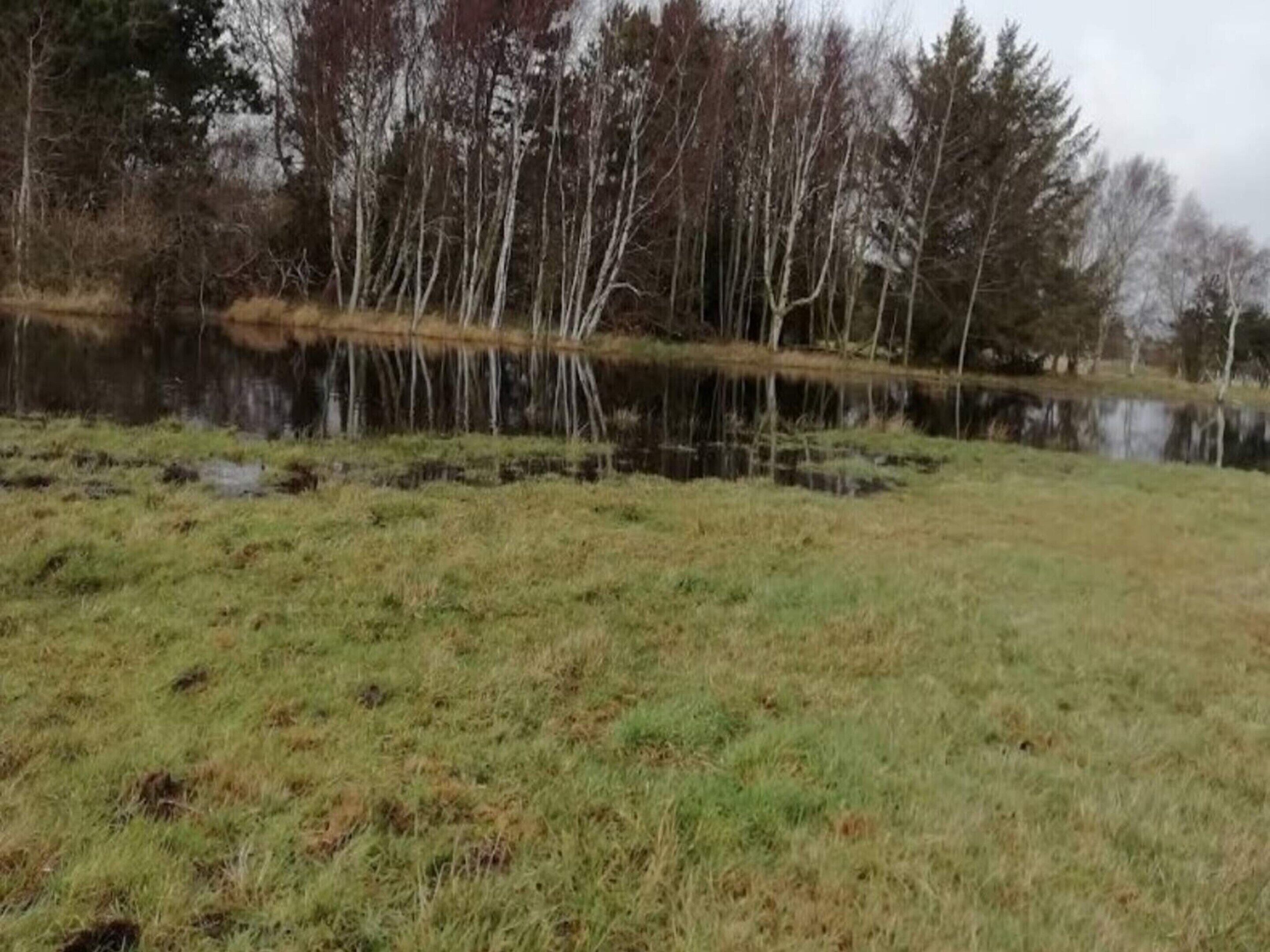A grassy field with a body of water and trees in the background.
