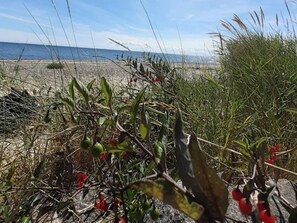 Ein Strand mit vereinzelter Vegetation und freiem Blick auf den Ozean.