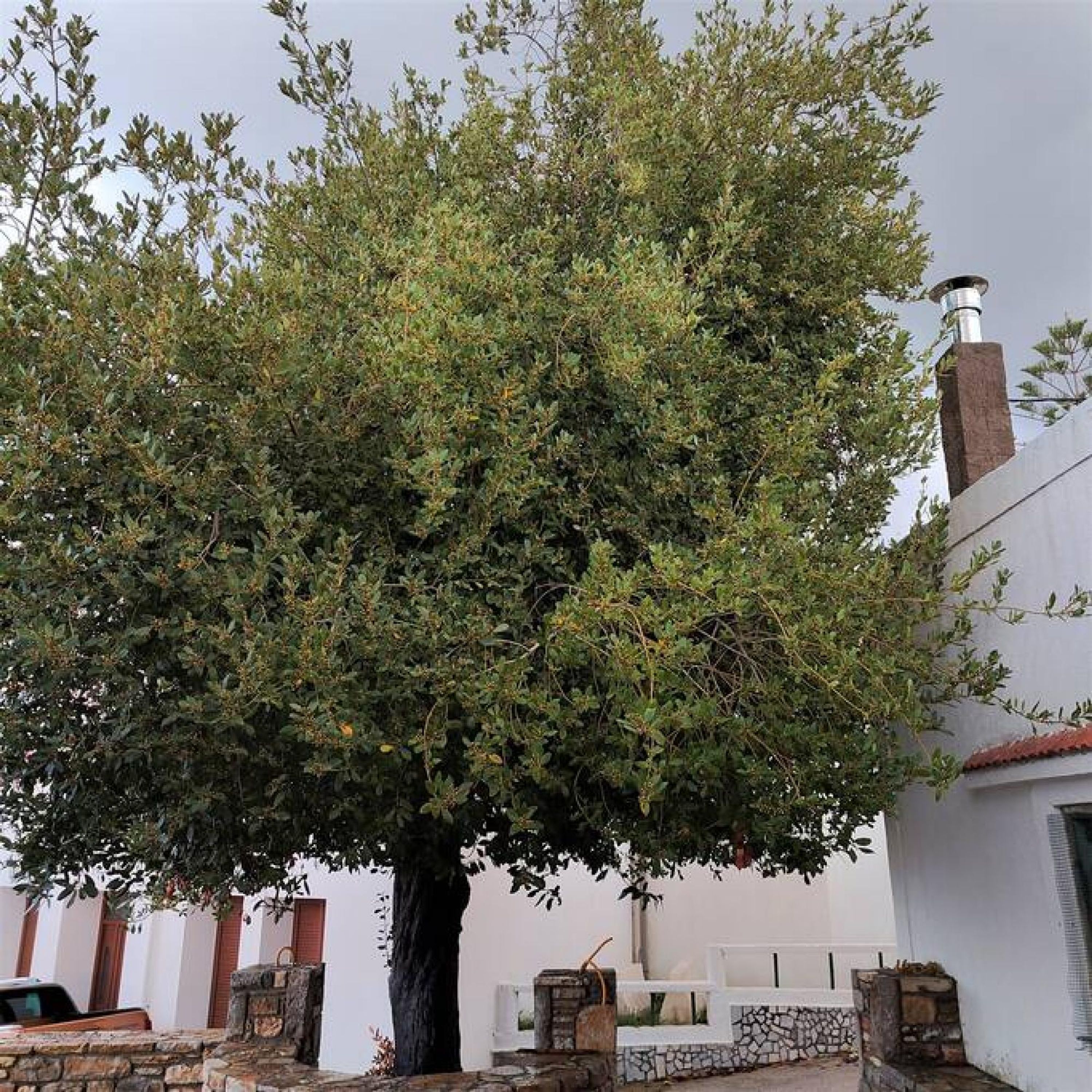 A large tree with dense foliage in front of a building with a stone wall and a chimney.