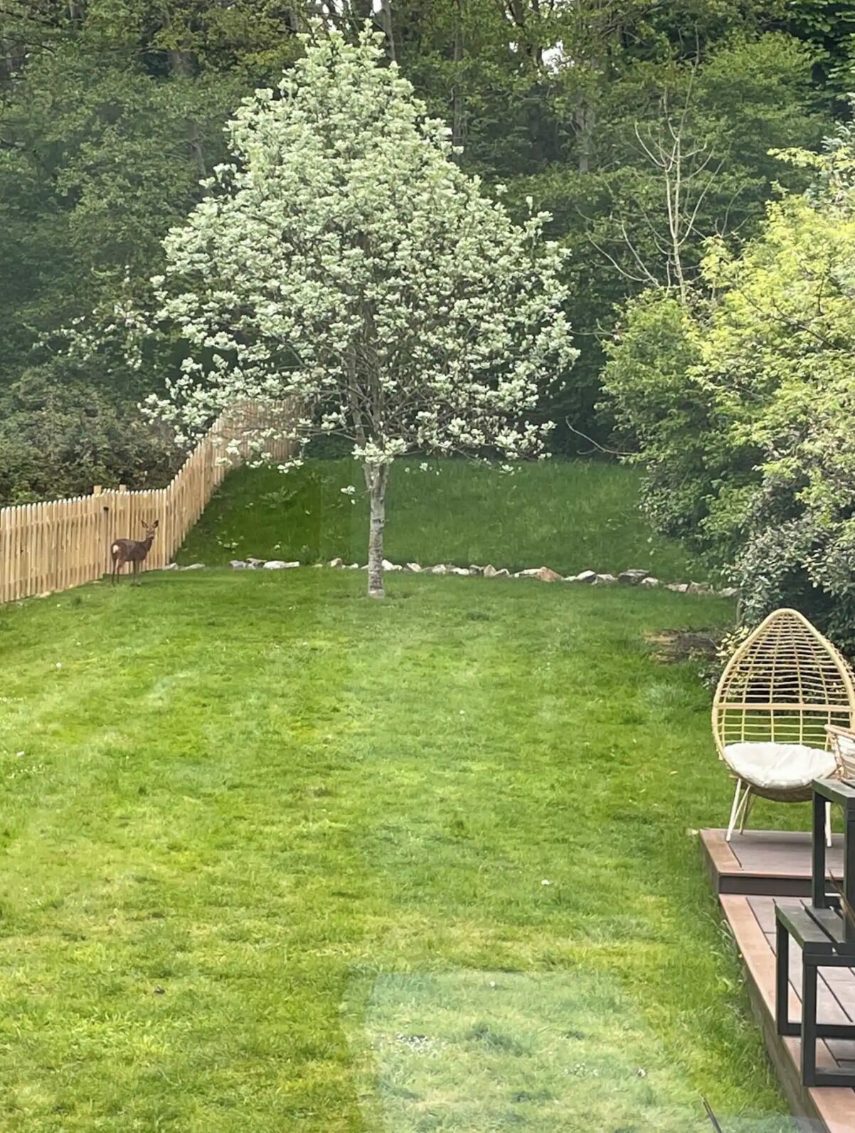 A well-maintained lawn with a wooden fence, a tree, and a wicker chair.