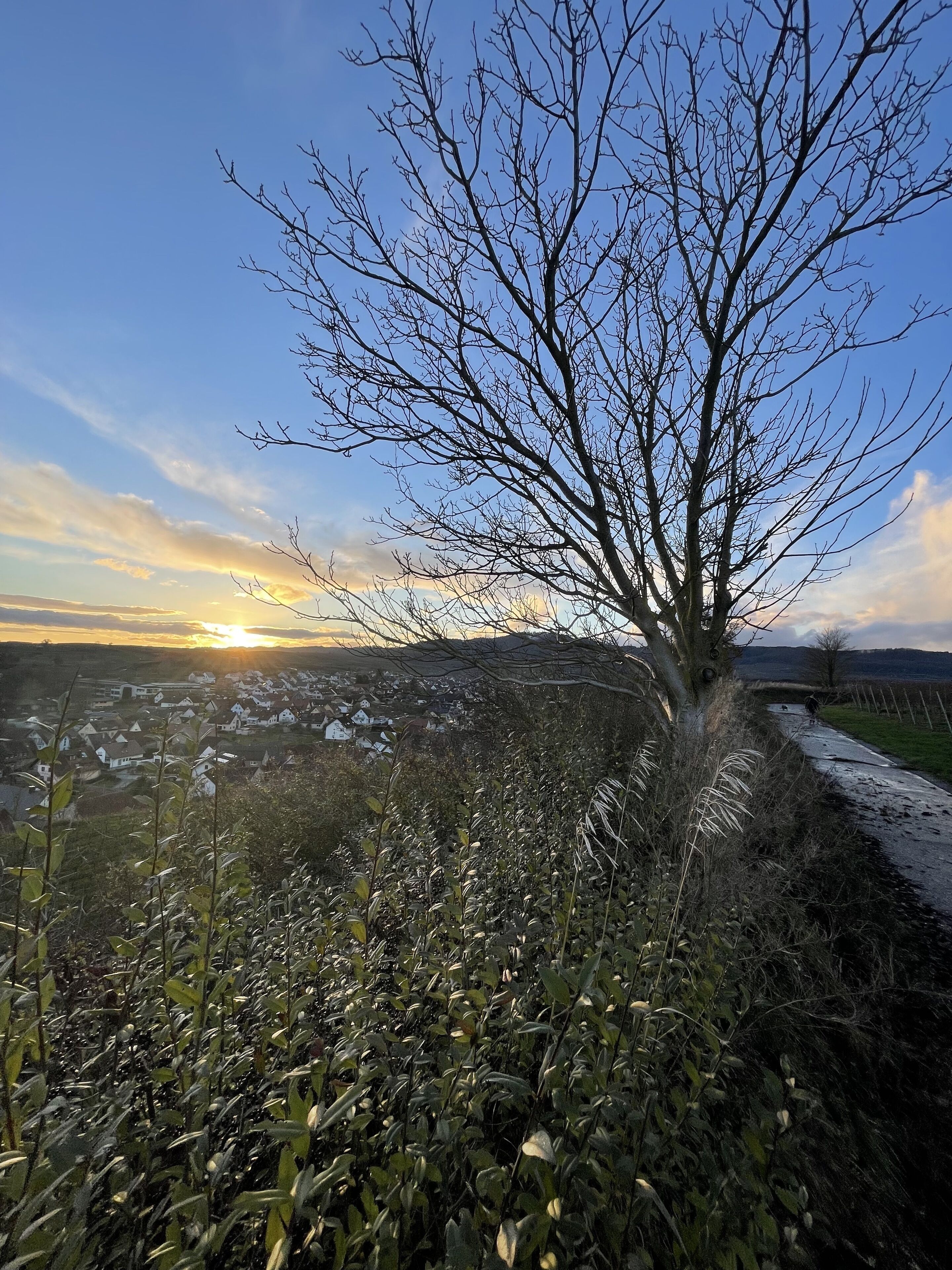 Ein von Bäumen gesäumter Weg mit Blick auf ein Dorf und ferne Hügel.