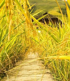 Property grounds - Longji Terrace Farmer's Home (Longji Cableway) (Longsheng)