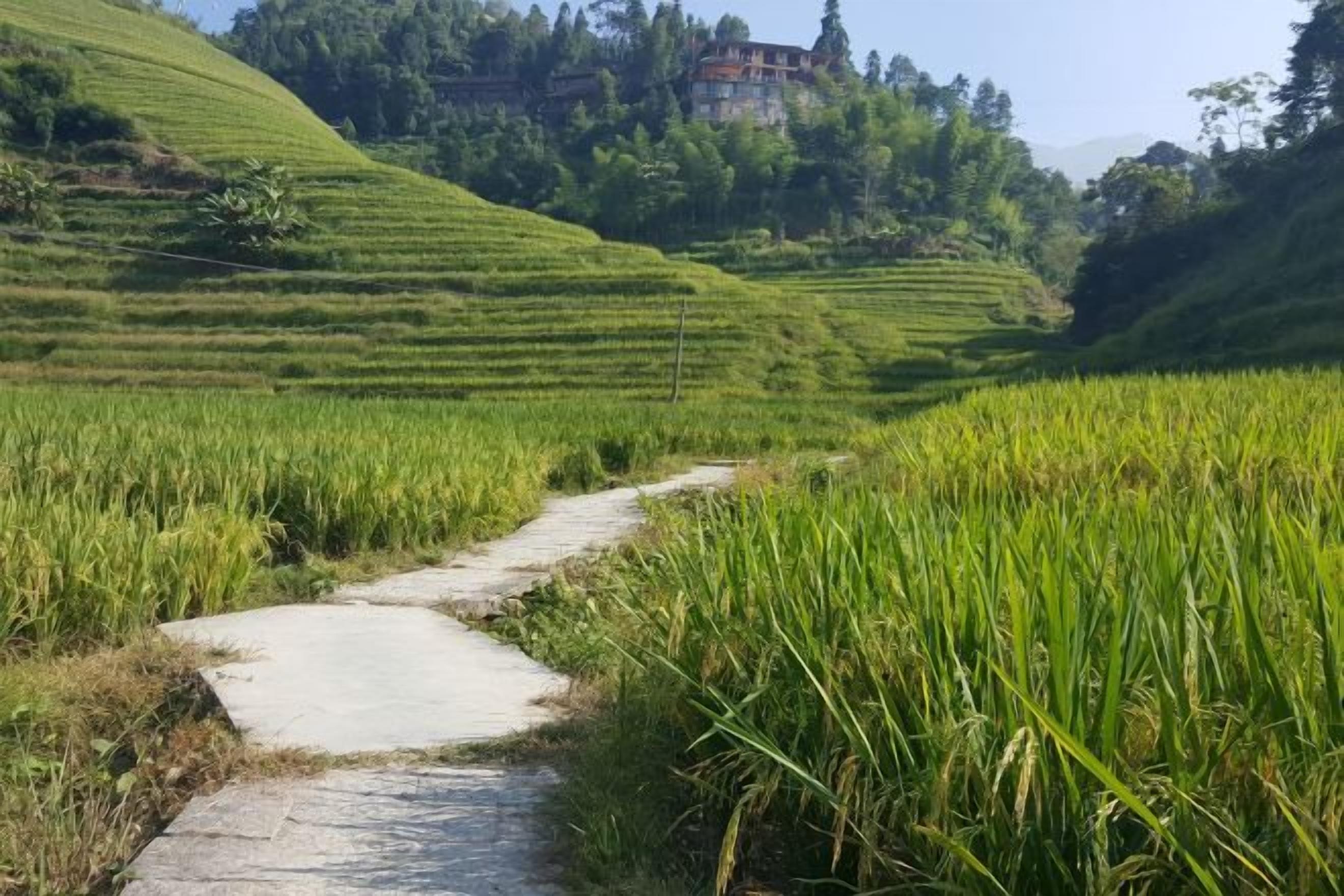 Un sendero serpentea entre arrozales escalonados que lleva a un edificio en una colina.
