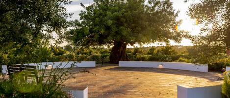 A paved outdoor area with a large tree, white planters, and a bench.