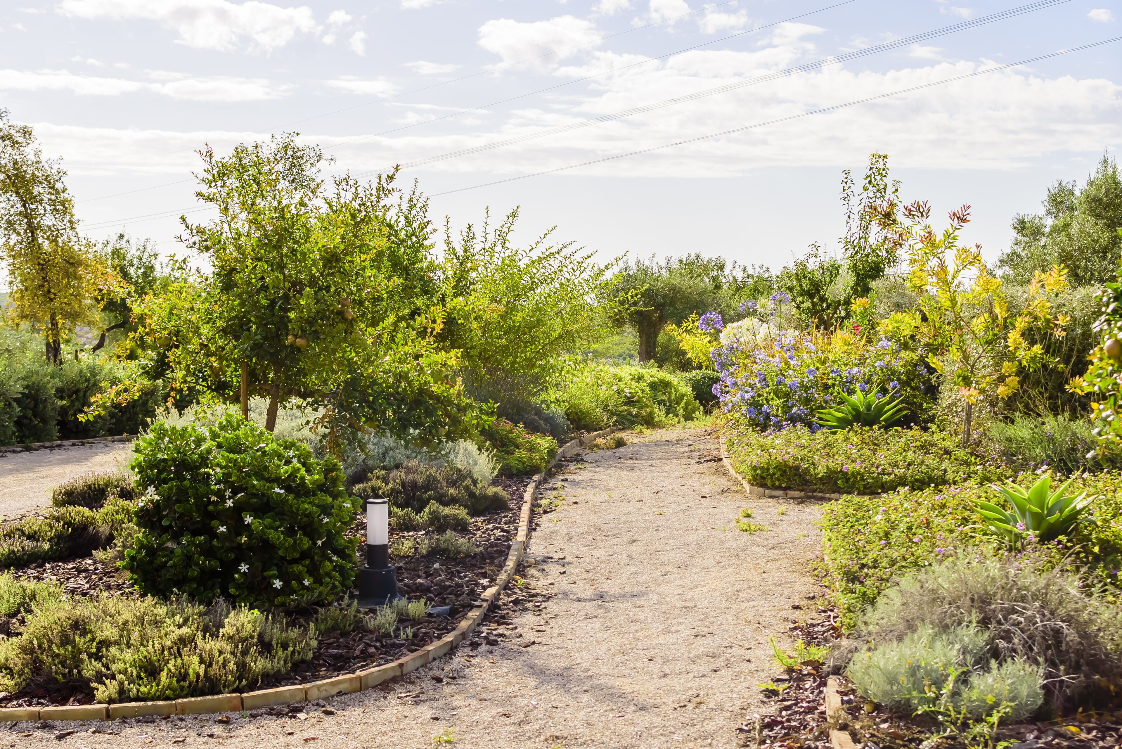 A garden pathway surrounded by various plants and trees.