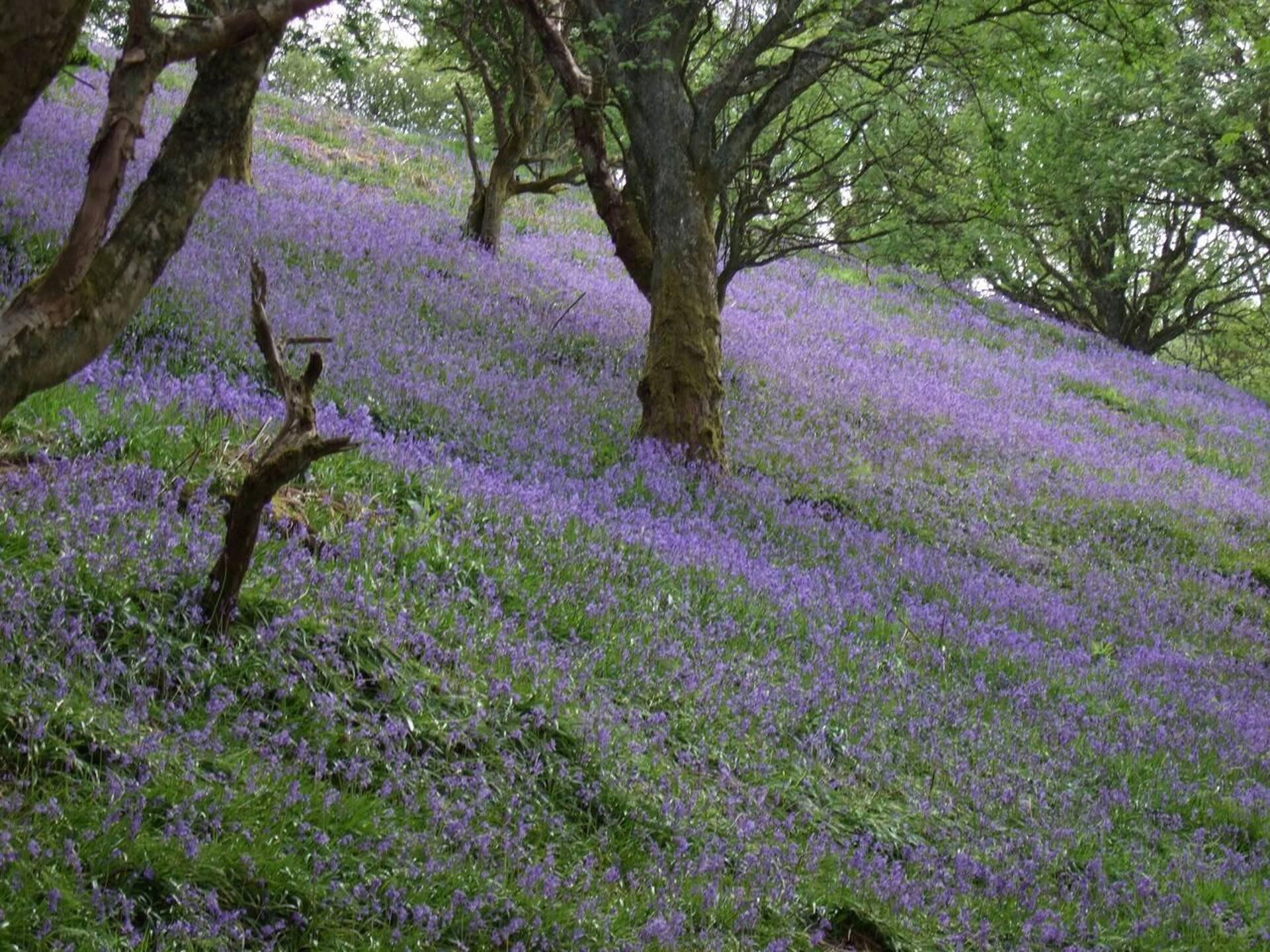 A natural landscape with trees and a field of purple flowers.